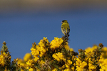 Black-chinned Siskin