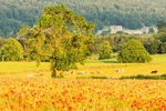 Poppy field near Hassop (1)