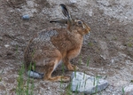 Brown Hare