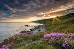 z2725 Sea Thrift Binnel bay