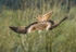 Red kite diving