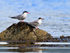 Common Terns (adult breeding & juvenile) perched on a rock