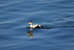 Eider