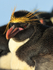 Macaroni Penguin, Sea Lion Island, The Falklands