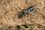 Oxybelus uniglumis portfolio