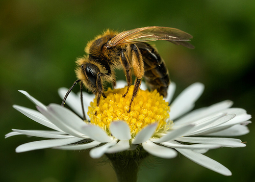 [i]Andrena bucephala[/i] female on a daisy flower. At a known breeding site in Warwickshire. April 2014.