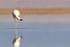 Andean Flamingo shaking head, Chile