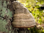 Hoof Fungus (01)
