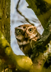 little owl  athena noctua-