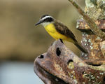 Lesser Kiskadee portfolio