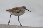 Willet