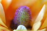 Flowers 16 - 14