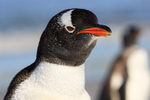 Close view of Gentoo Penguin, Sea Lion Island, Falklands