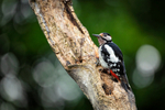 27/52: Woody-Woodpecker