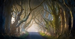 05 30x60 Canvas 2014-006Cp Mystical Dark Hedges Co Antrim