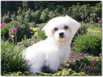 House-petsitting-Victoria