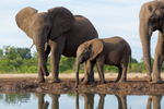 Elephant Baby 16