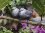 Lavender Waxbills.