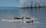 Orcas