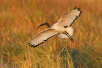 Sacred Ibis