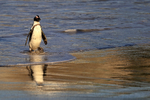 African Penguin reflection, Foxy Beach, South Africa