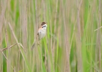 Paddyfield Warbler