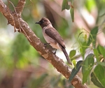 Common  Bulbul
