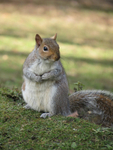 Grey Squirrel