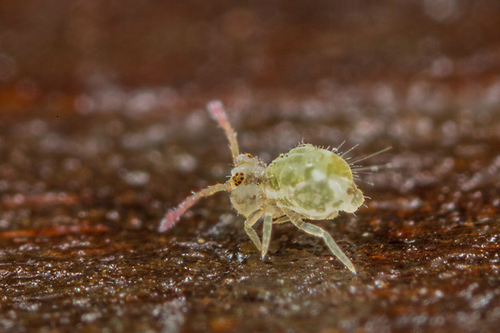 Springtail [i]Calvatomina nr. superba[/i] on a headstone in a churchyard. Staffordshire, January 2016.