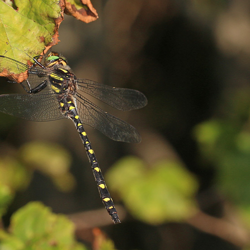 A male Twin-Spotted Spiketail