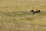 Great Skua sitting on nest, Jokulsarlon, Iceland