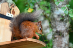 Red Squirrel