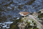 Common Sandpiper