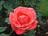 Rosa Floribunda