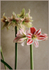 Hippeastrum 'Belicia' with 'Giraffe'