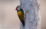 Black-rumped Flameback or Lesser Goldenback