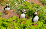 Puffins Skomer