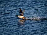 Goldeneye