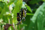Wasp Spider