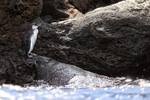 Galapagos Penguin portfolio
