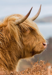 Highland Cow 824432