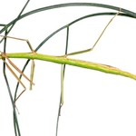 Mediterranean stick insect (Bacillius rossius) 