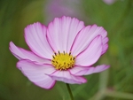 Pink Cosmos