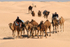 Douz camel train