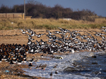 Oystercatchers