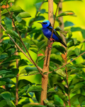 Red-legged Honeycreeper (male), Casa Corcovado, Costa Rica