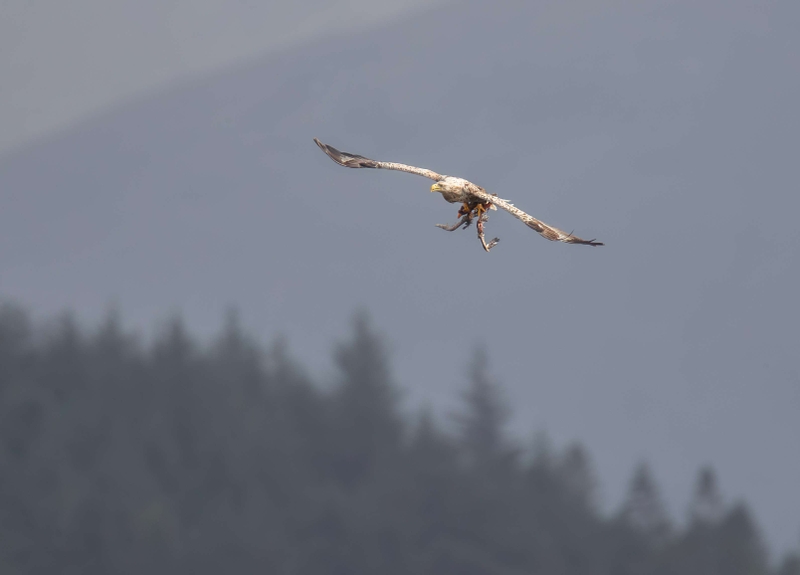 White Tailed Eagle - Isle of Mull - Scotland
