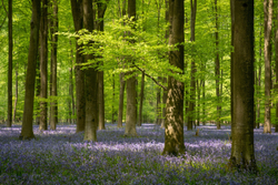 Micheldever afternoon light