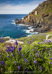 Bluebells & Tin Mines