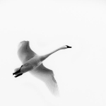 SOLO TUNDRA SWAN #2 - LONG POINT